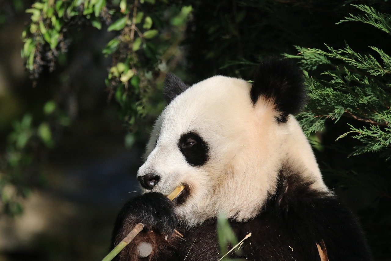 How Has COVID-19 Affected Wildlife Conservation?